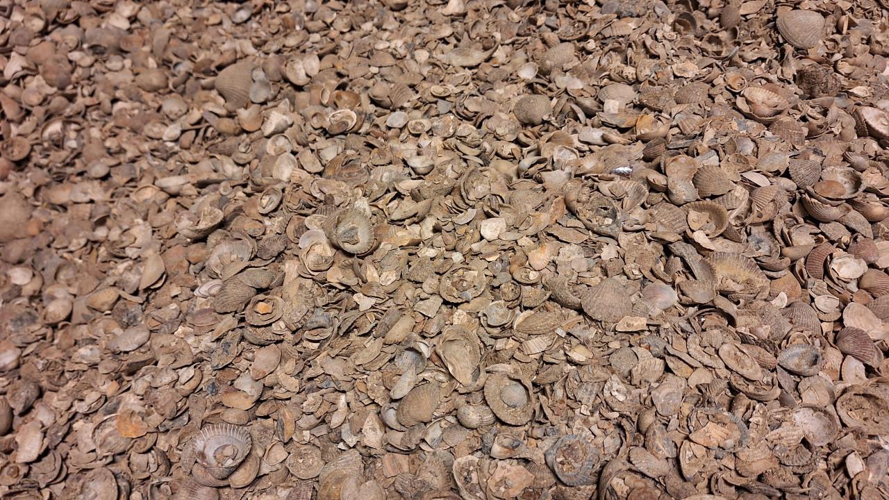 Schelpen