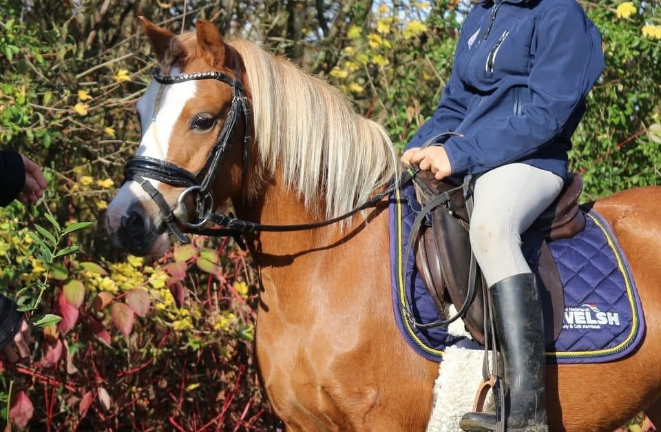 Kinderpony Welsh mountain