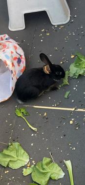 Koppeltje konijntjes (reeds gevaccineerd)