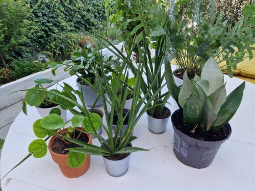 Planten