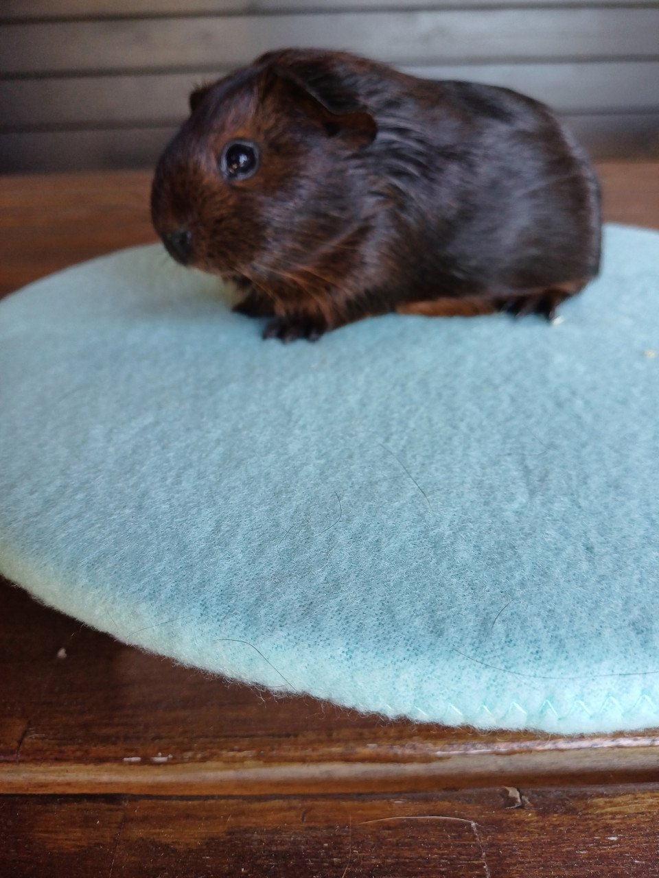 Diverse leuke cavia's aangeboden.