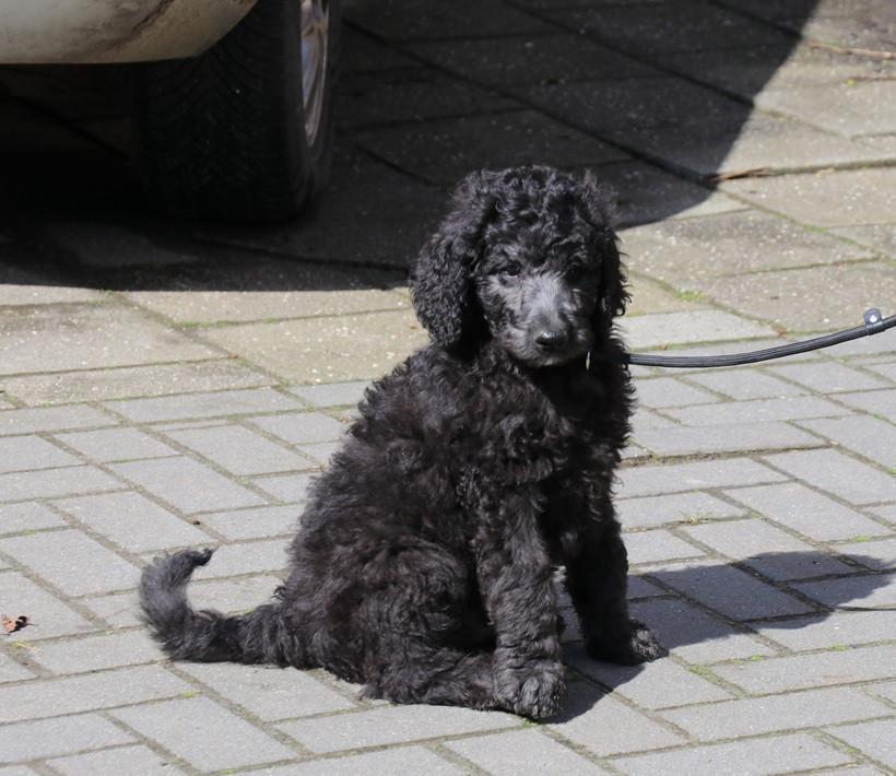 Labradoodle pups beschikbaar