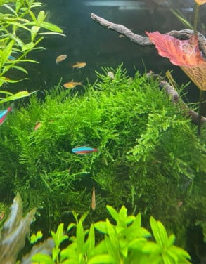 Christmas moss