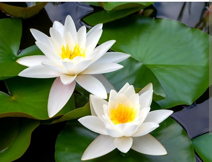 Vijverplanten witte en roze waterlellie