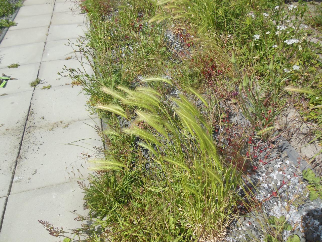 Uw tuin onkruidvrij voor de winter begint.