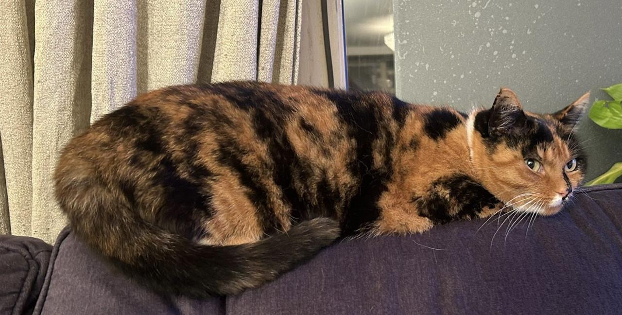 Lieve poes zoekt nieuw thuis