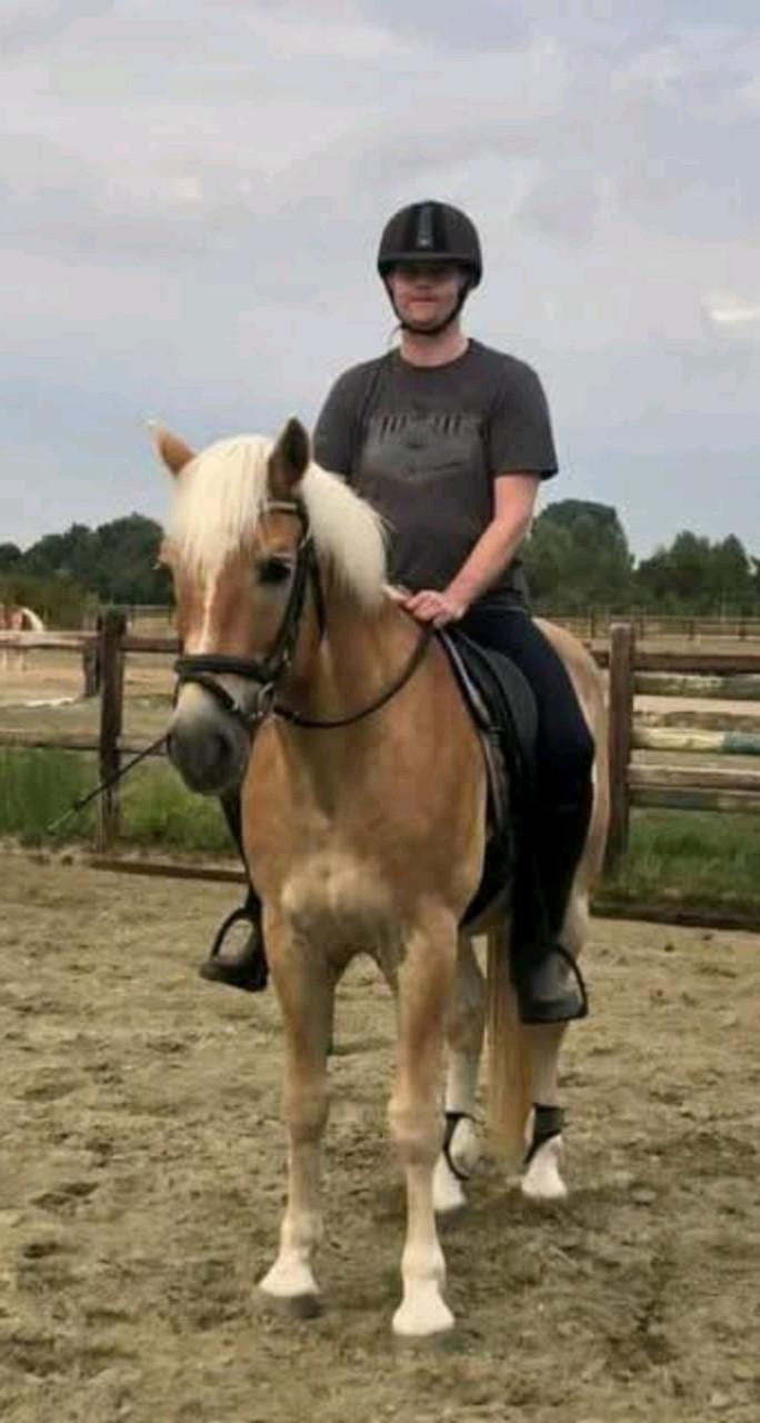 Verzorg paard gezocht