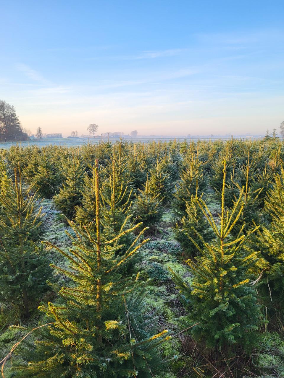 Kerstbomen 1 tot 6 meter goedkoop en vers