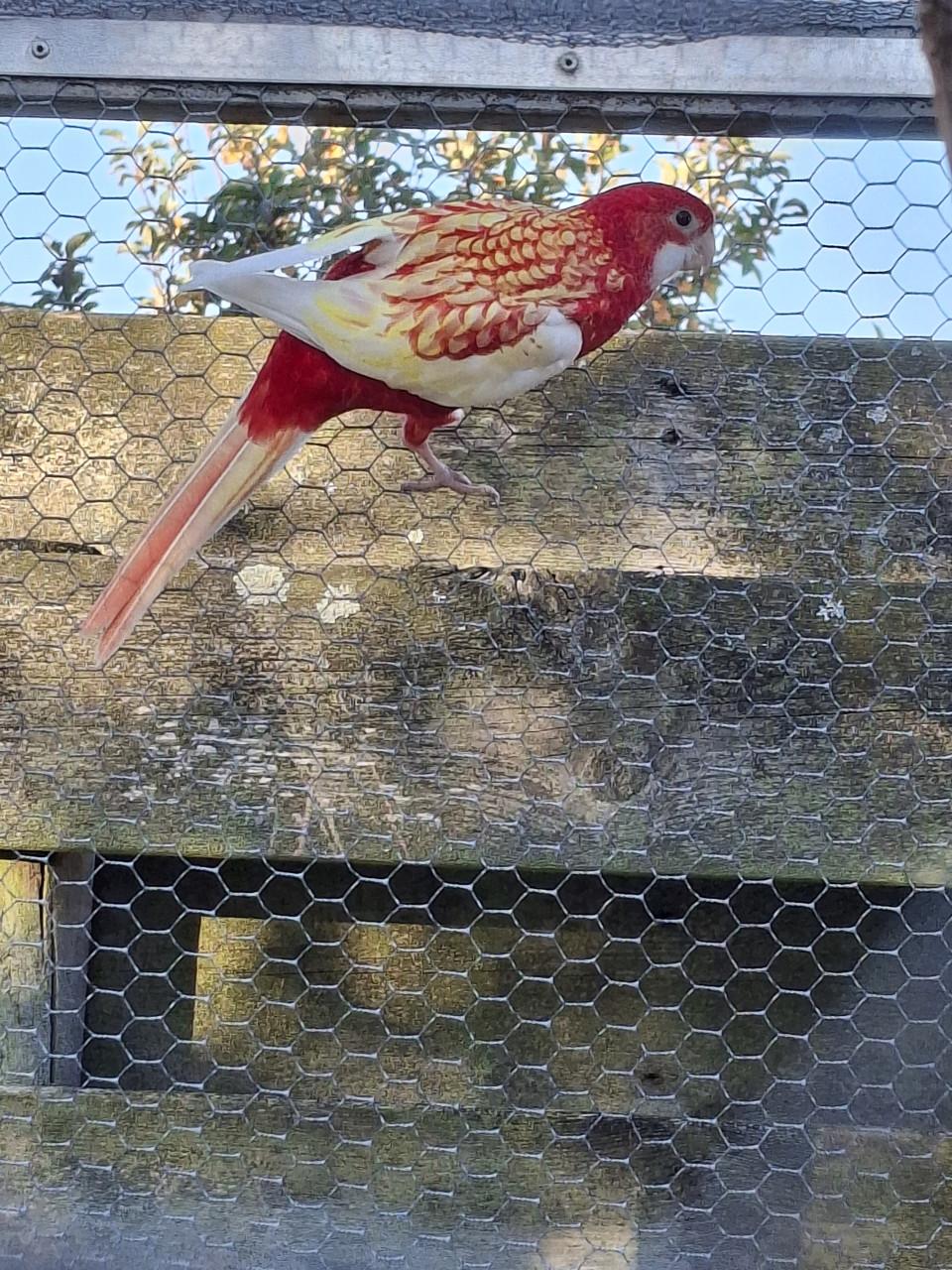 Rubino rosella man te koop