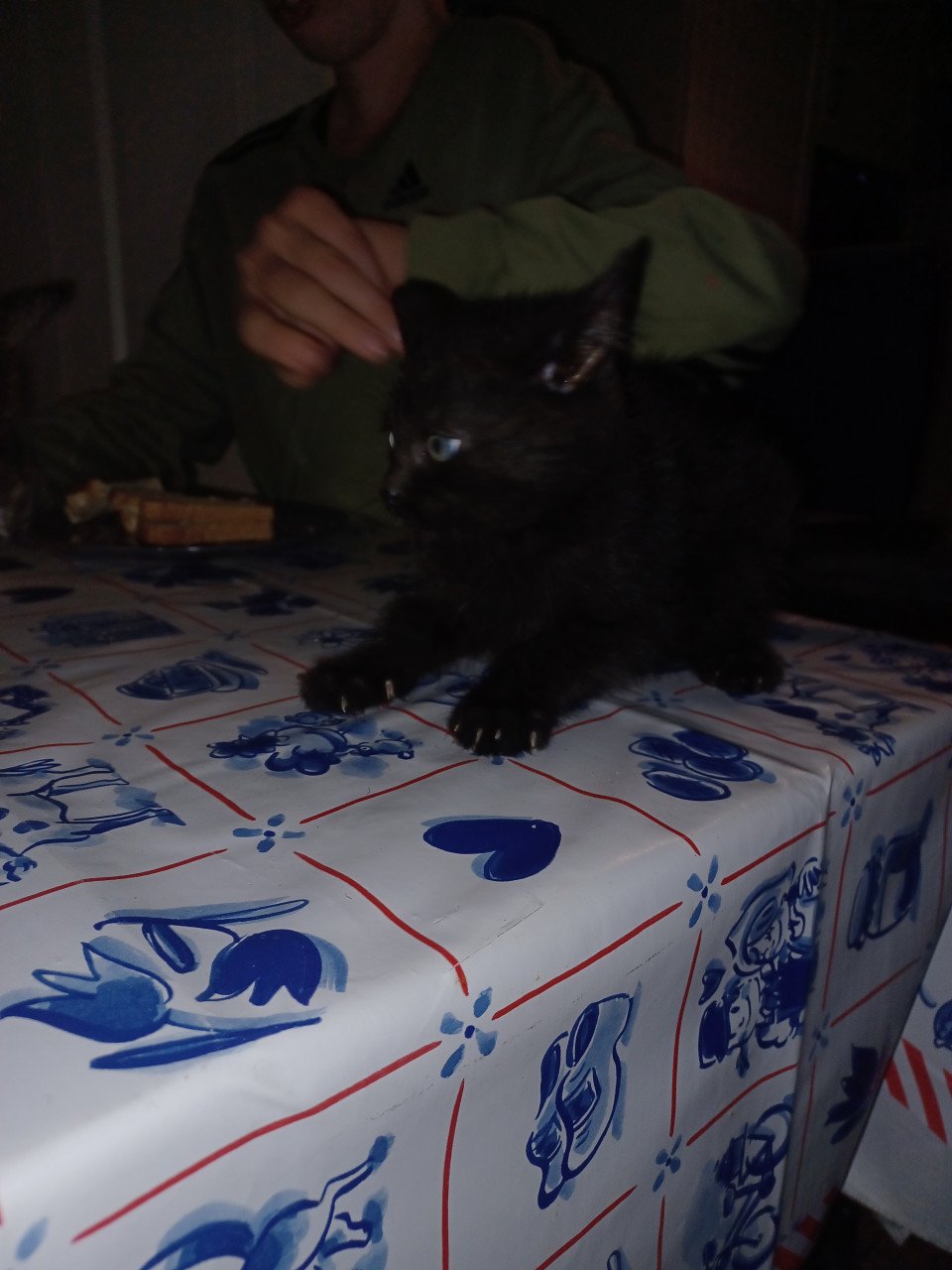 Kittens