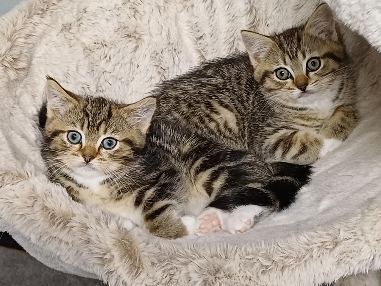 Prachtige Brits Korthaar x Ragdoll kittens beschikbaar.