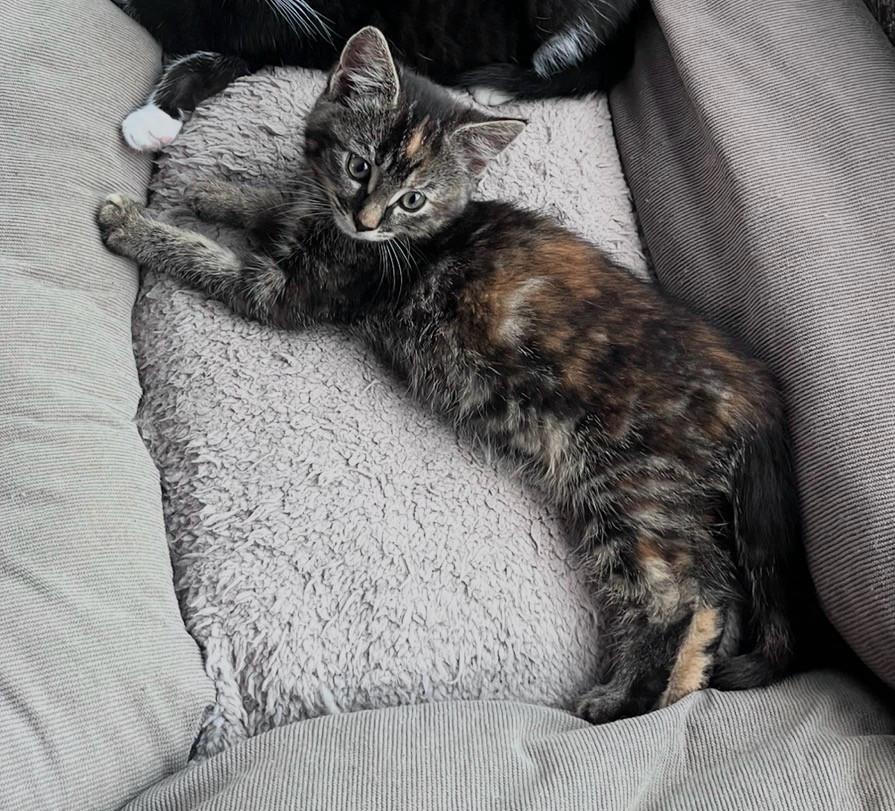 Lieve kittens te koop (GECHIPT EN GEËNT)