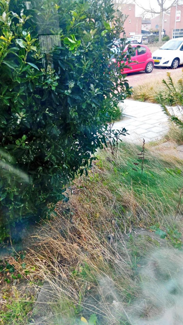 Wie kan mij helpen met de voor & achtertuin onkruidvrij te maken?