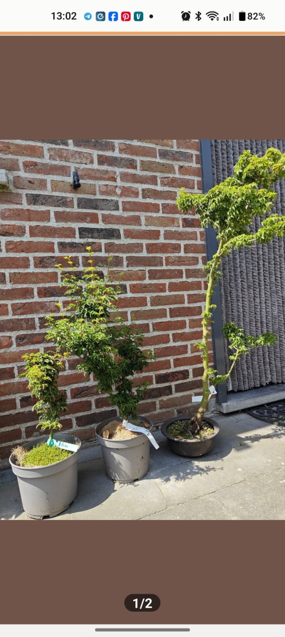 Verschillende soorten Japanse esdoorns Acer palmatum