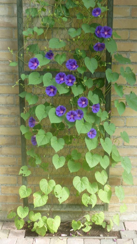 Dagwinde--ipomoea