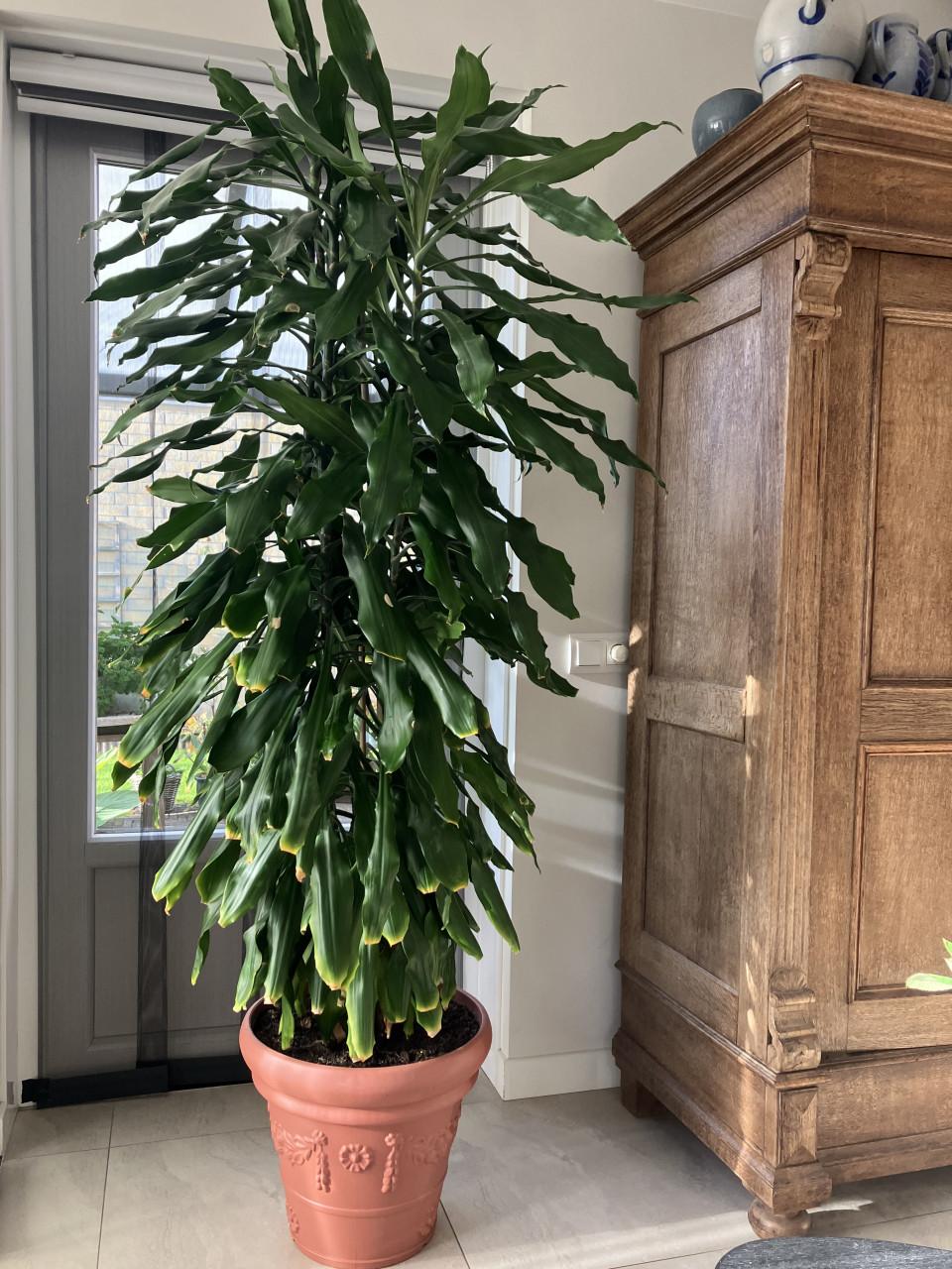 Hoge Kamerplant 2 meter.