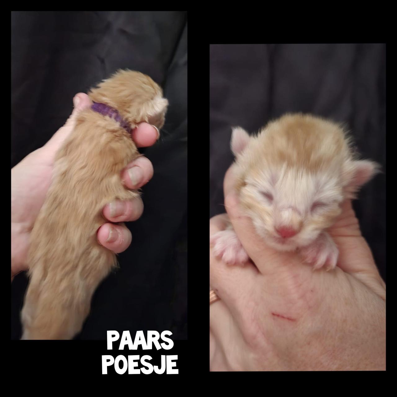 Maine coon kittens met stamboom