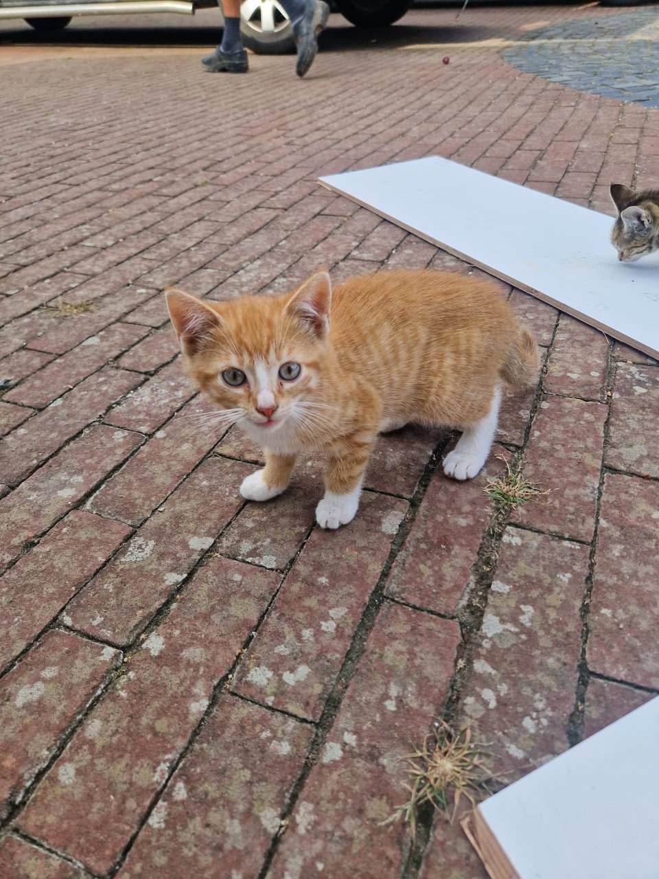 Kittens