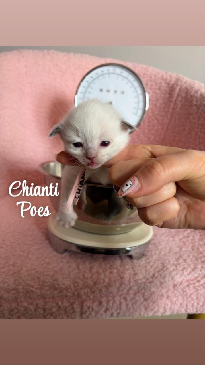 Ragdoll kittens MET stamboom VAN ORANJE Parels Ragdoll Cattery