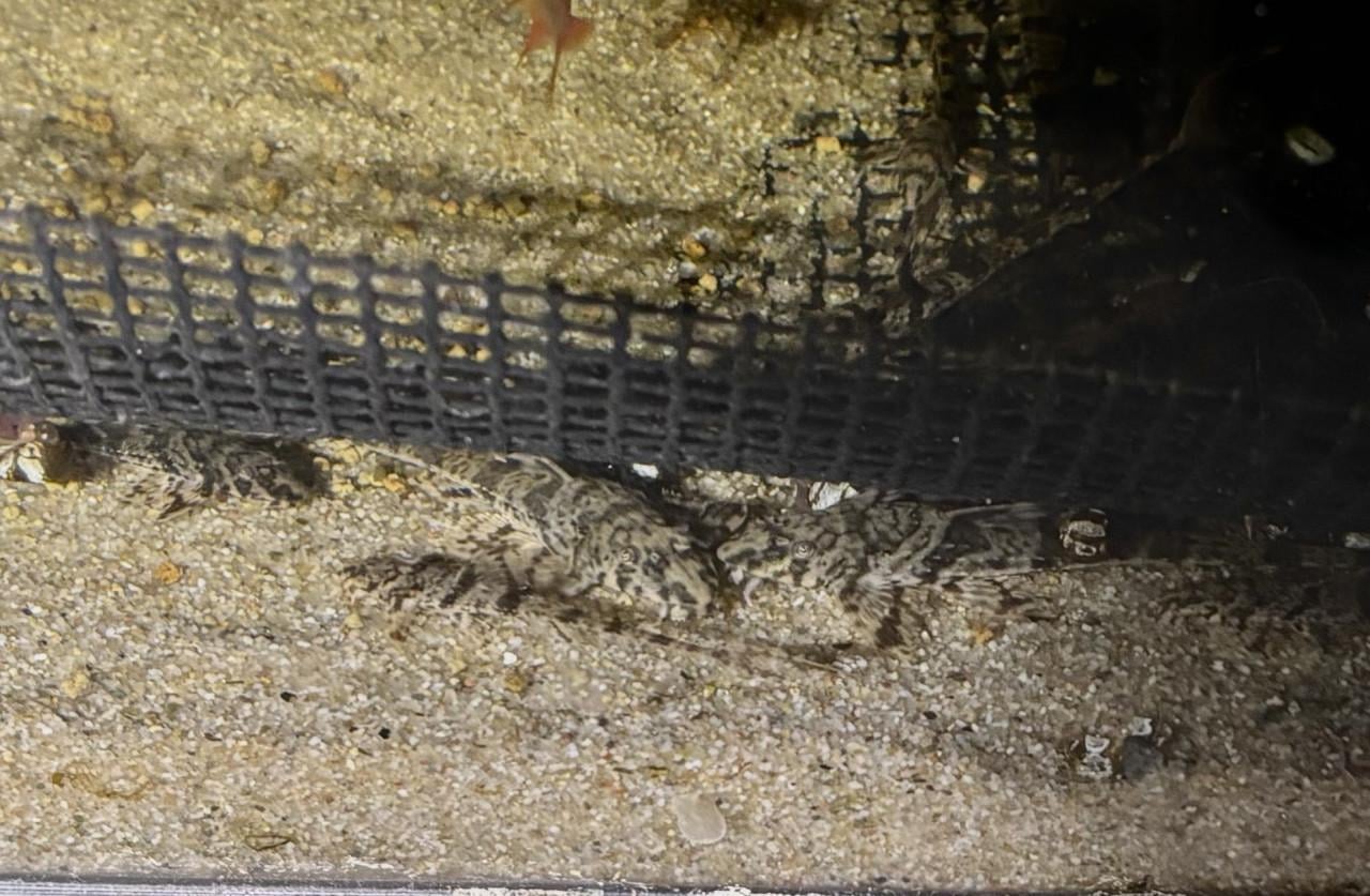 Zweepstaartmeerval rineloricaria parva eigen kweek