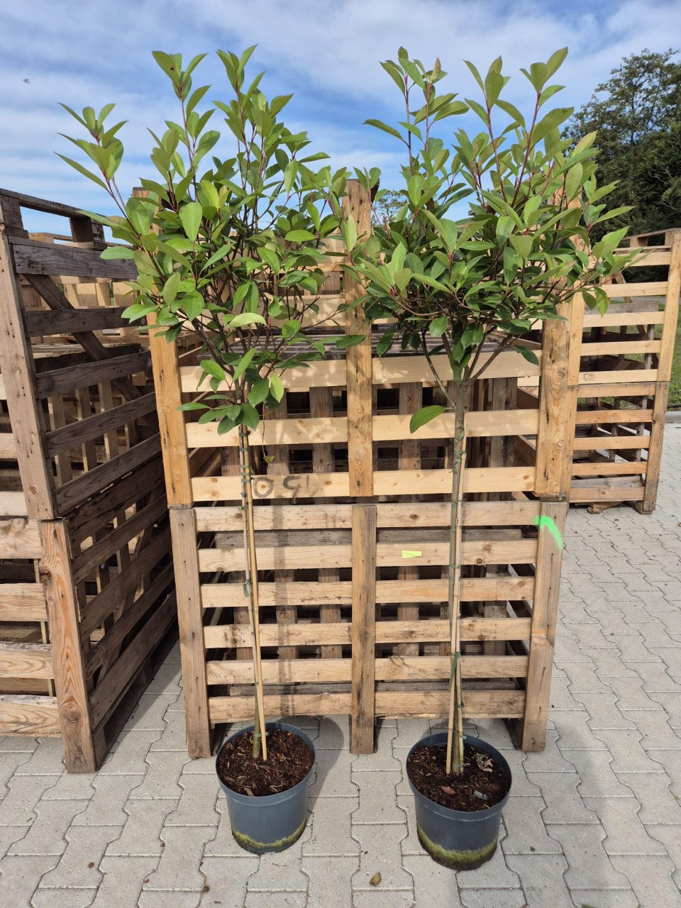 Photinia Fraseri - Red Robin op stam