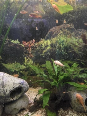 Aquarium