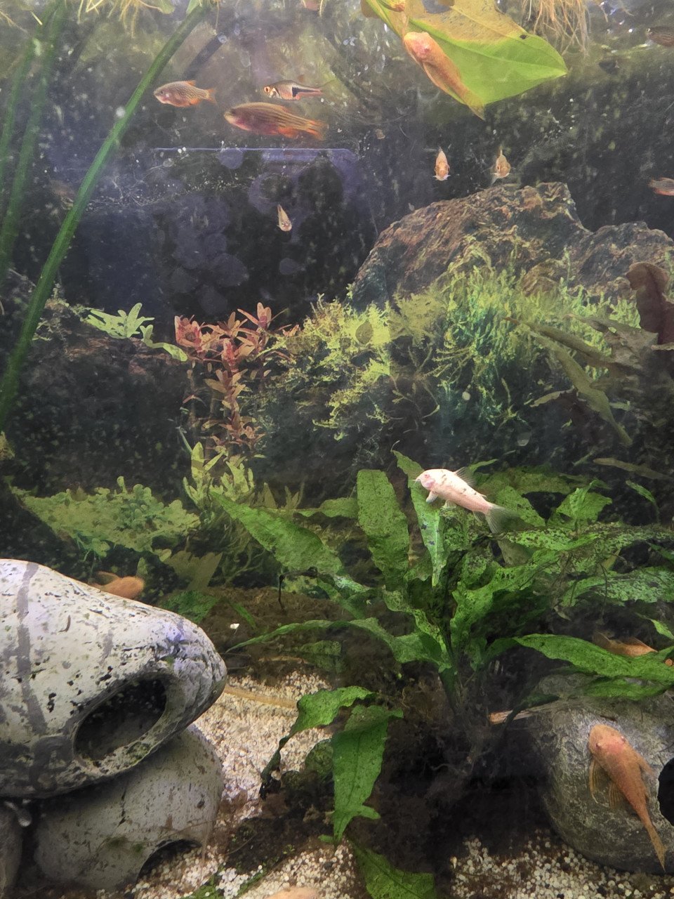 Aquarium