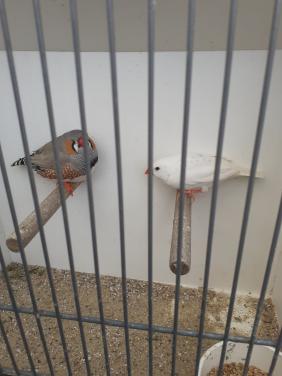 Onverwant koppel grote zebravinken 2025