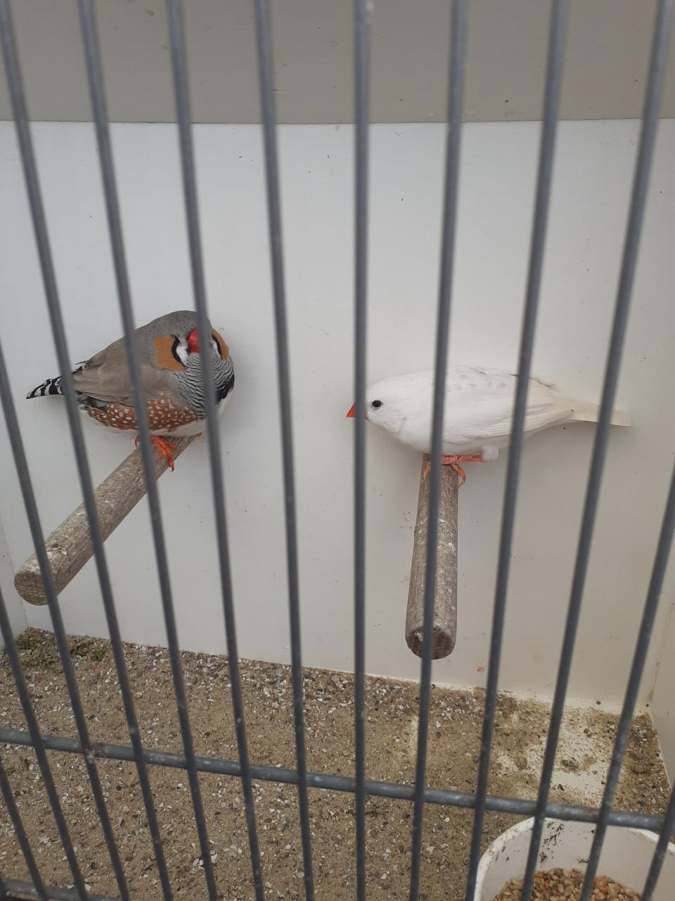 Onverwant koppel grote zebravinken 2025