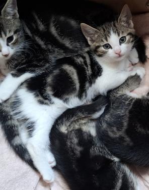 Kittens