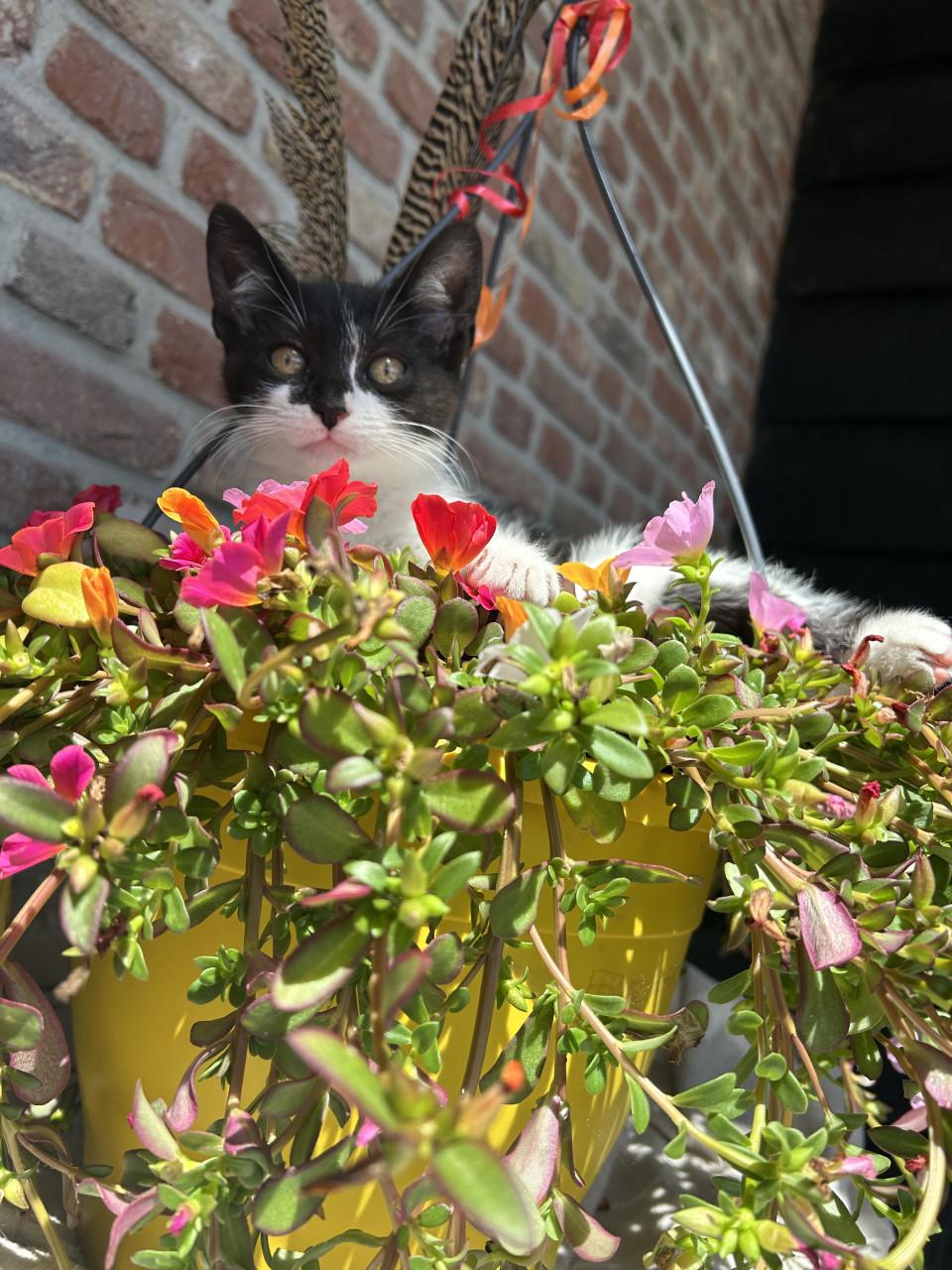 Lieve kitten 🐈‍⬛