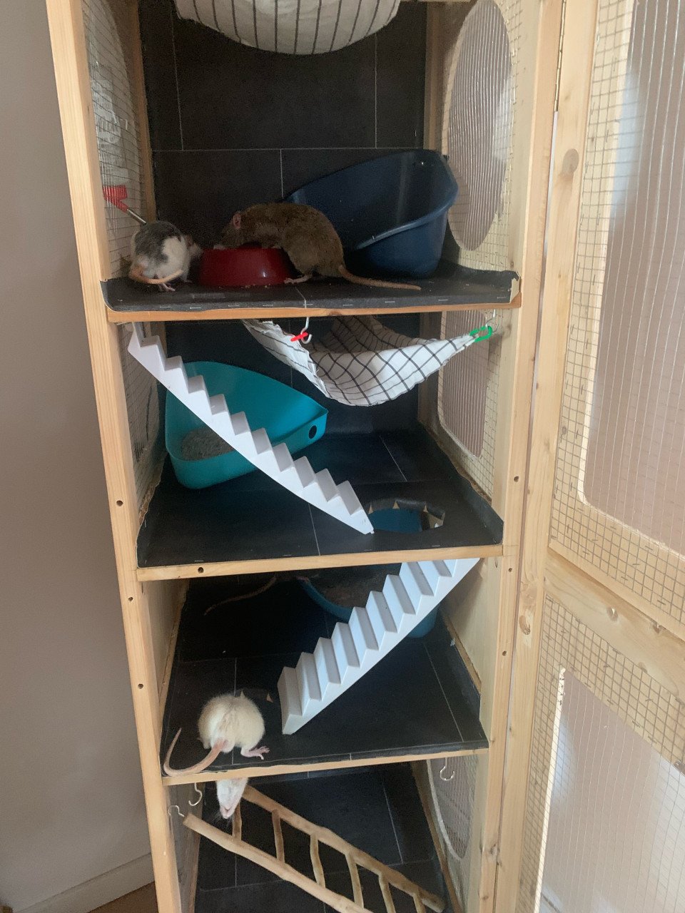 Lieve aanhankelijke ratten!