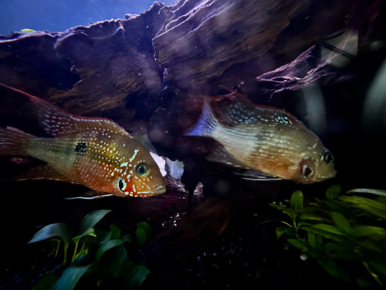 THORICHTHYS ELLIOTI koppel