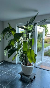 Prachtige binnenplant Strelitia