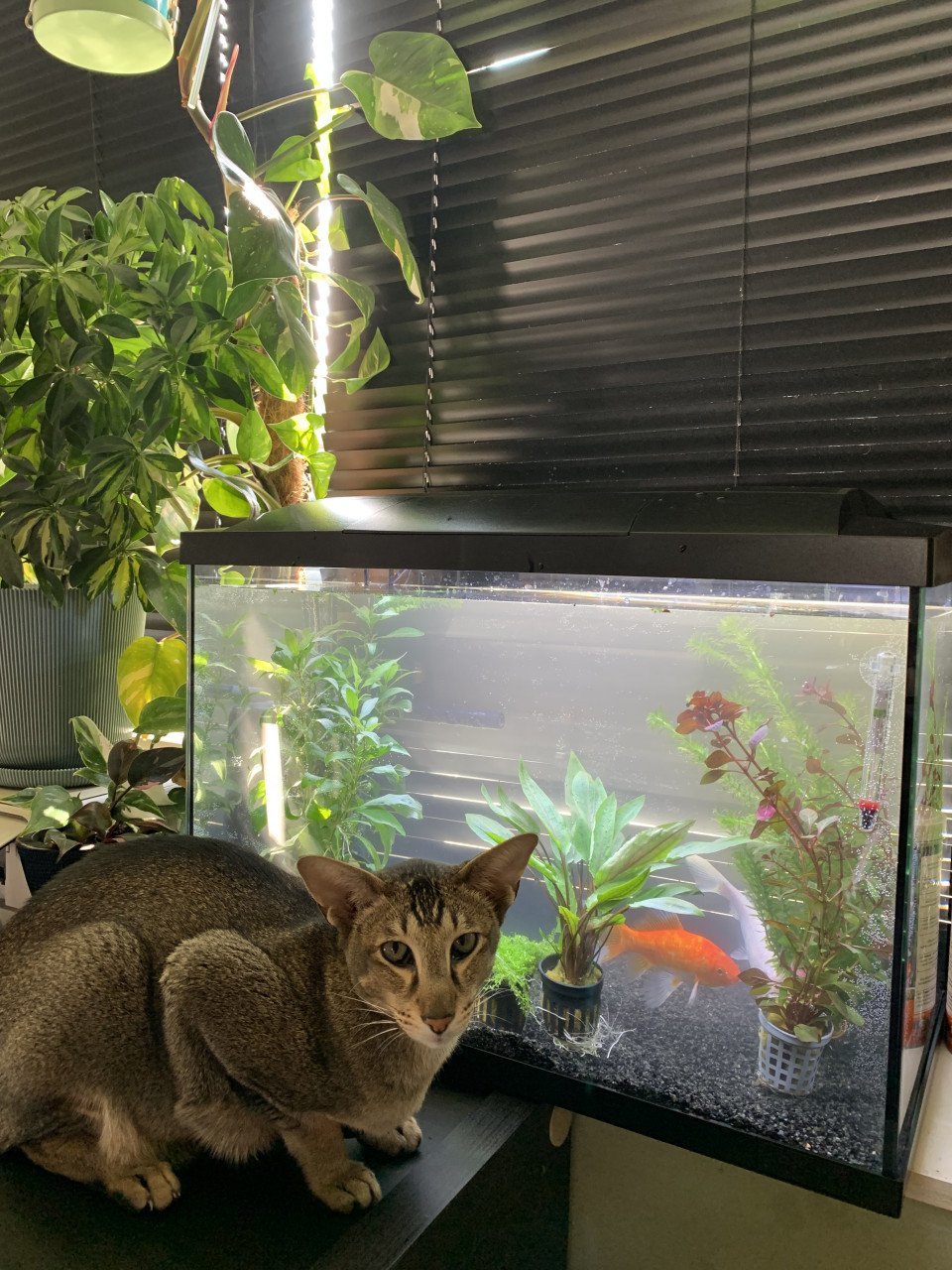 Oosters korthaar kater