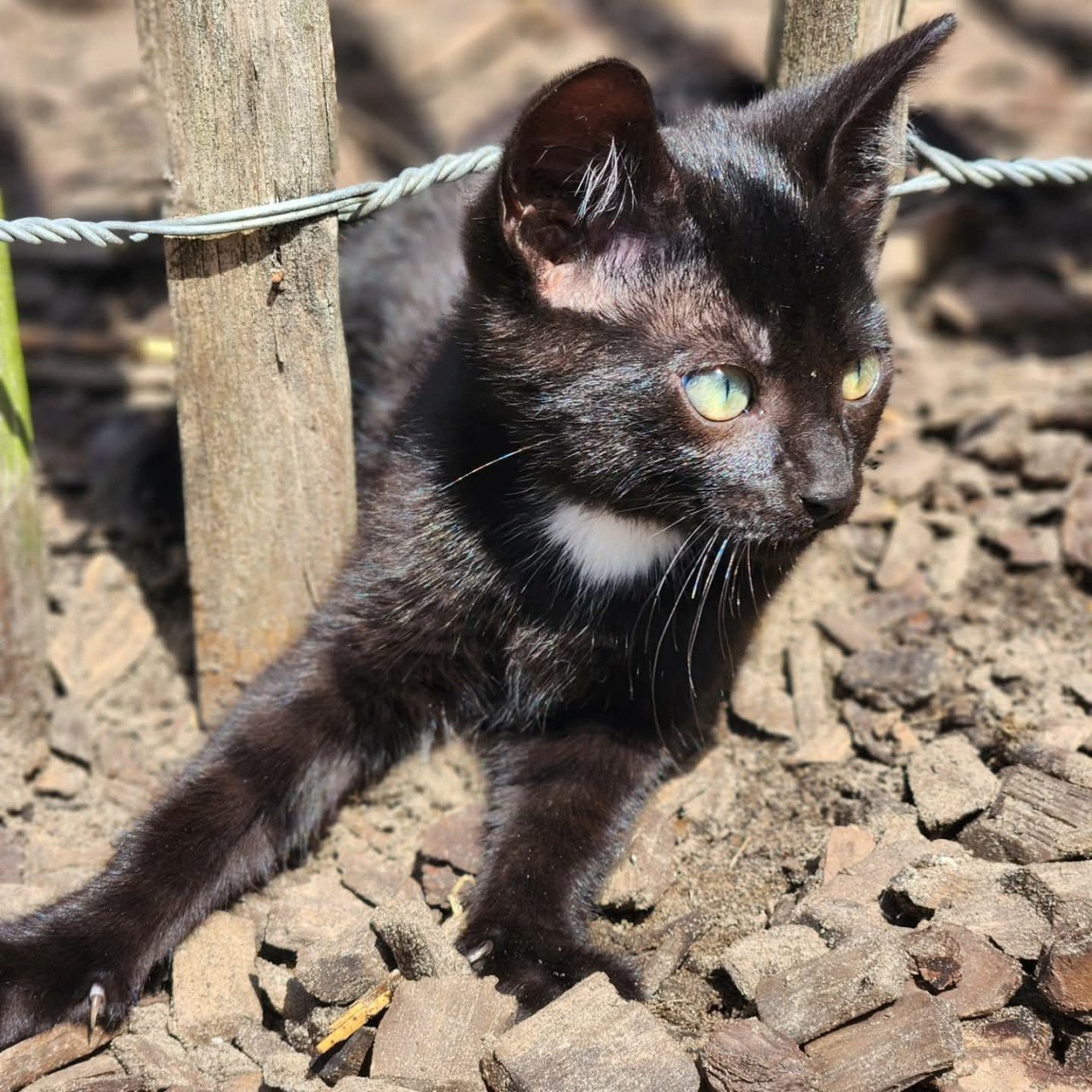 Kortharige kittens (jongens) zwart (x brits korthaar)
