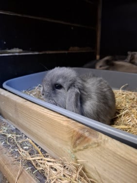 Prachtig minilop konijntje rammetje