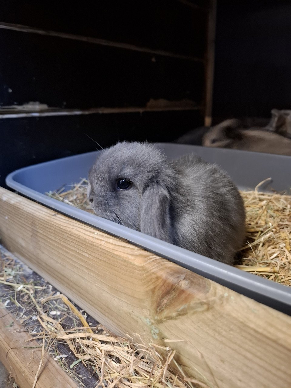 Prachtig minilop konijntje rammetje