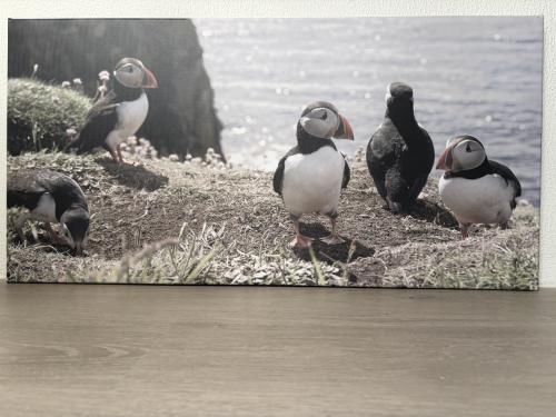 Foto (gratis af te halen)