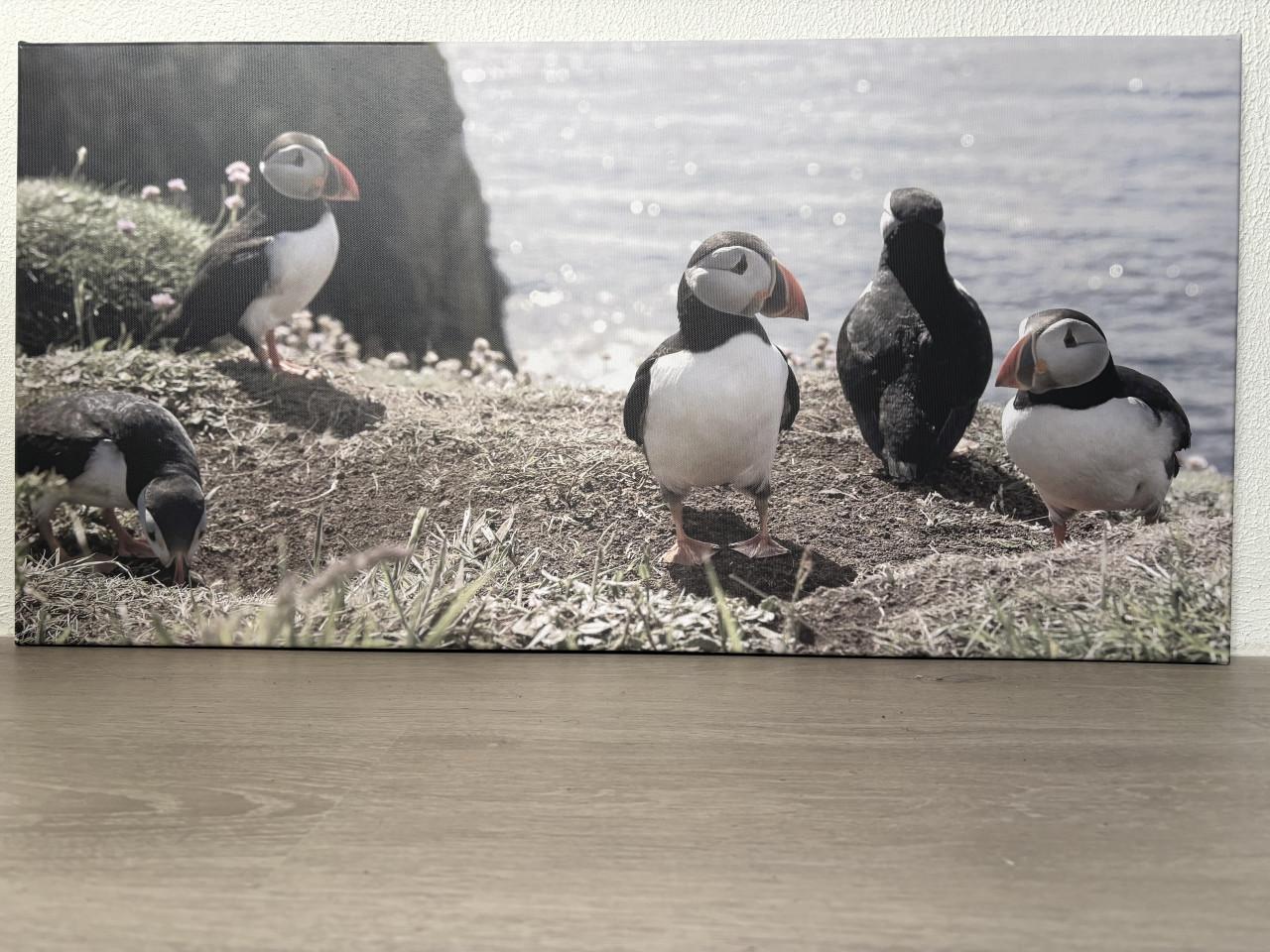 Foto (gratis af te halen)