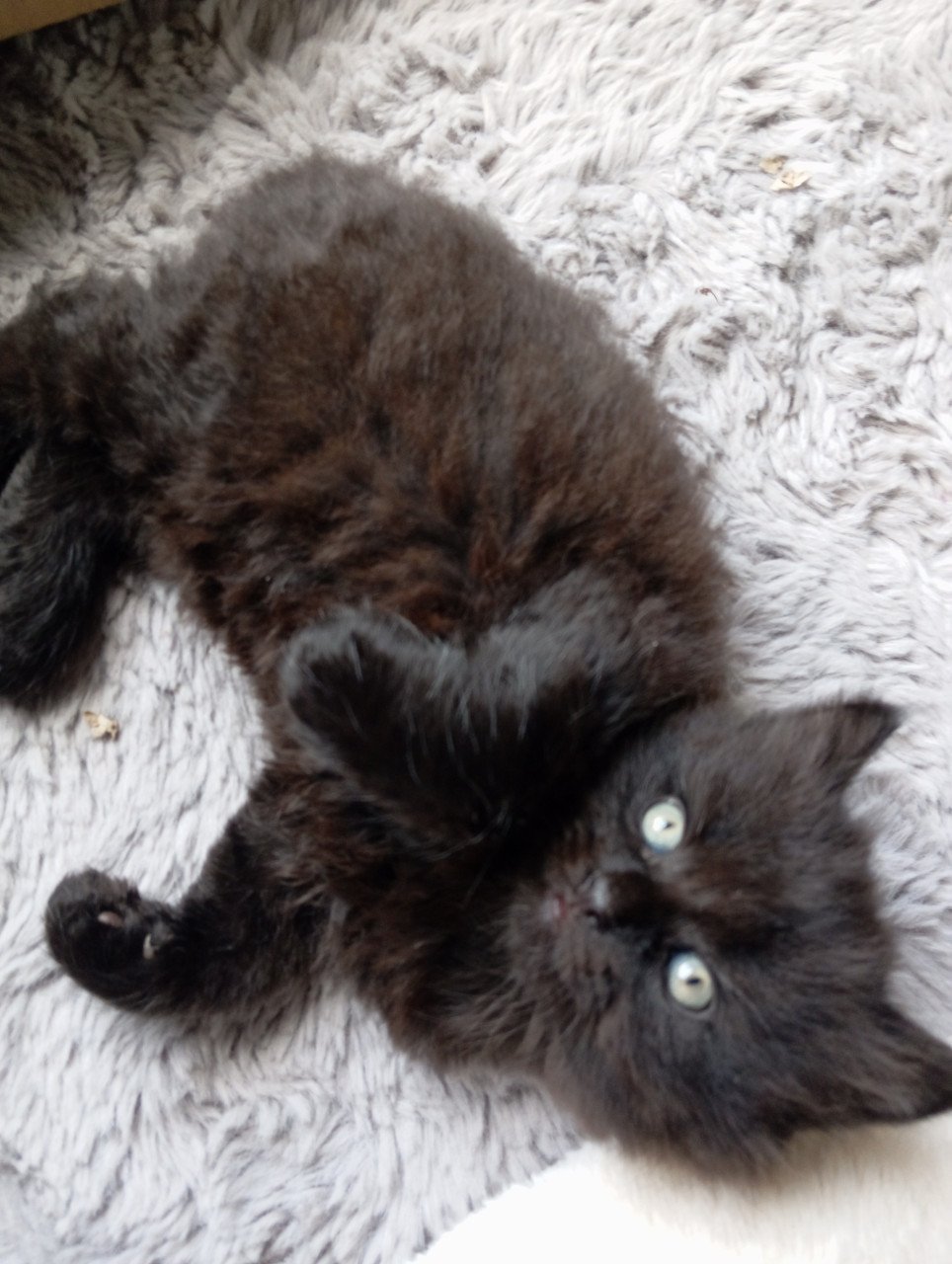 Kitten - mannetje - langharig