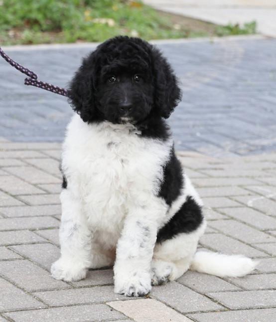 Prachtige Panda Labradoodle teef pup van bijna 9 weken