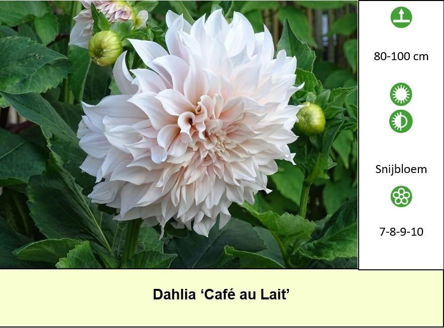 Mooie Dahlia's in pot aangeboden, diverse soorten dus voor elk wat wils !
