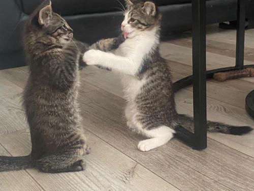 Kittens