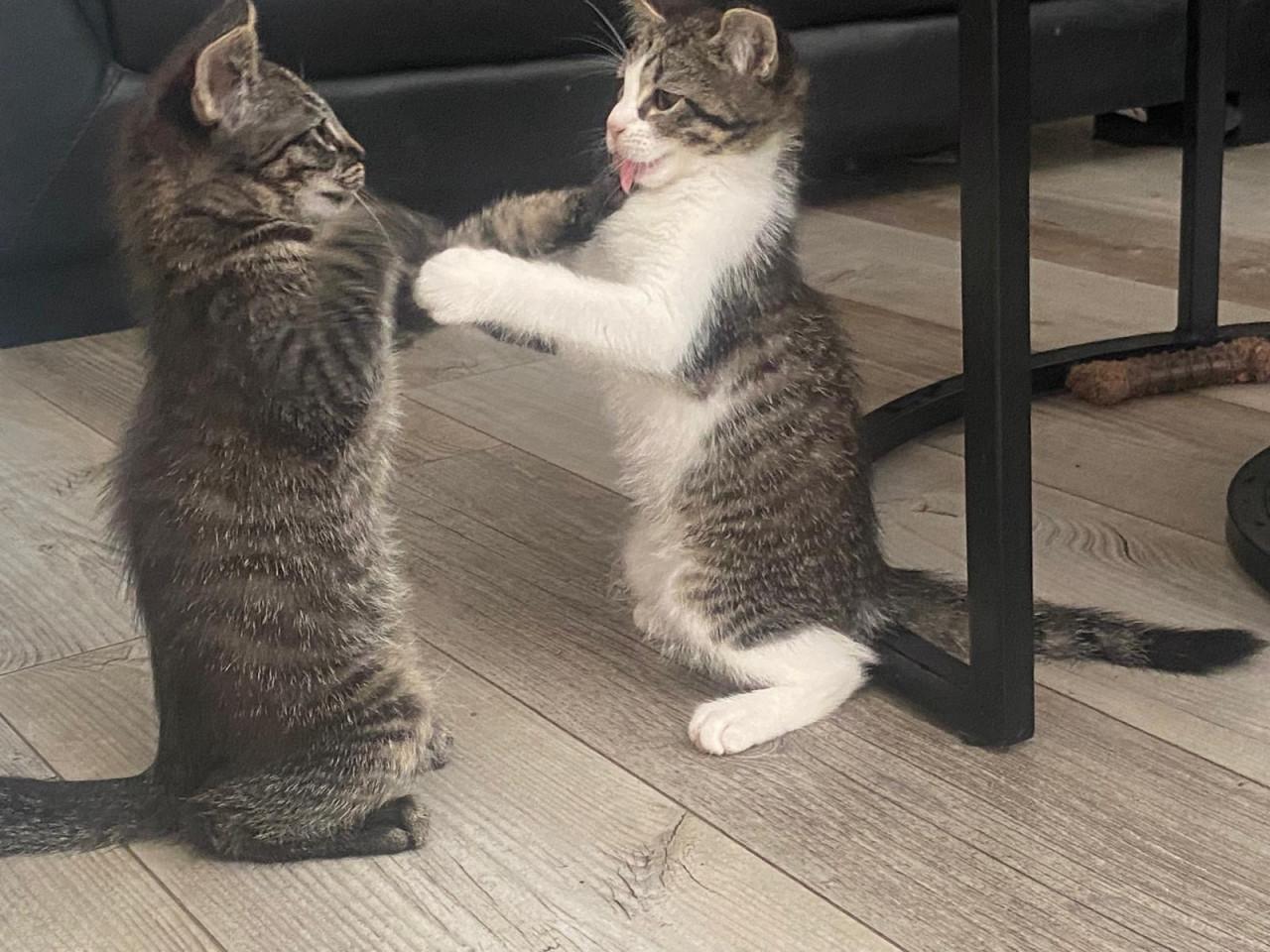 Kittens