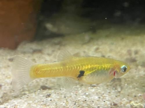 Girardinus uninotatus (levendbarend)