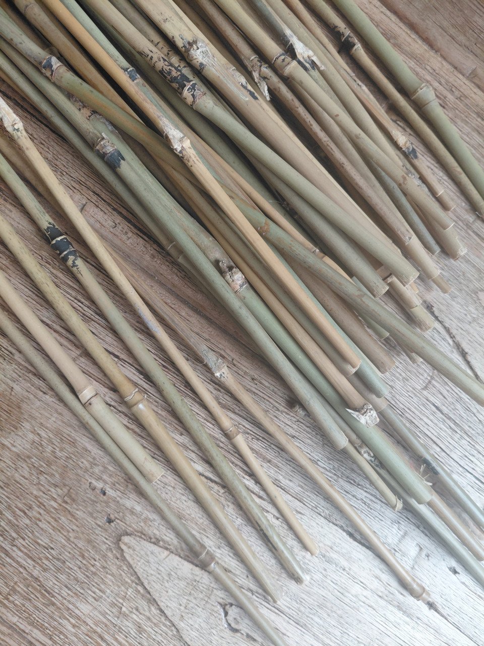 Bamboe stokken, 60 cm