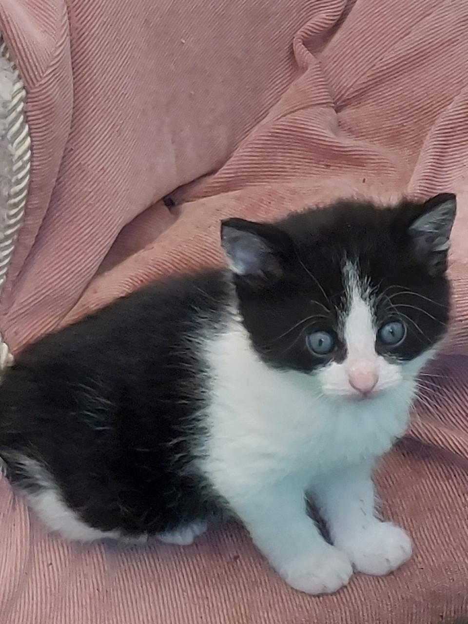 Prachtige jonge poesjes te koop