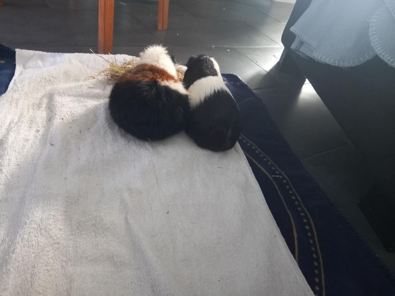 Nood opvang/ herplaatsing cavia's