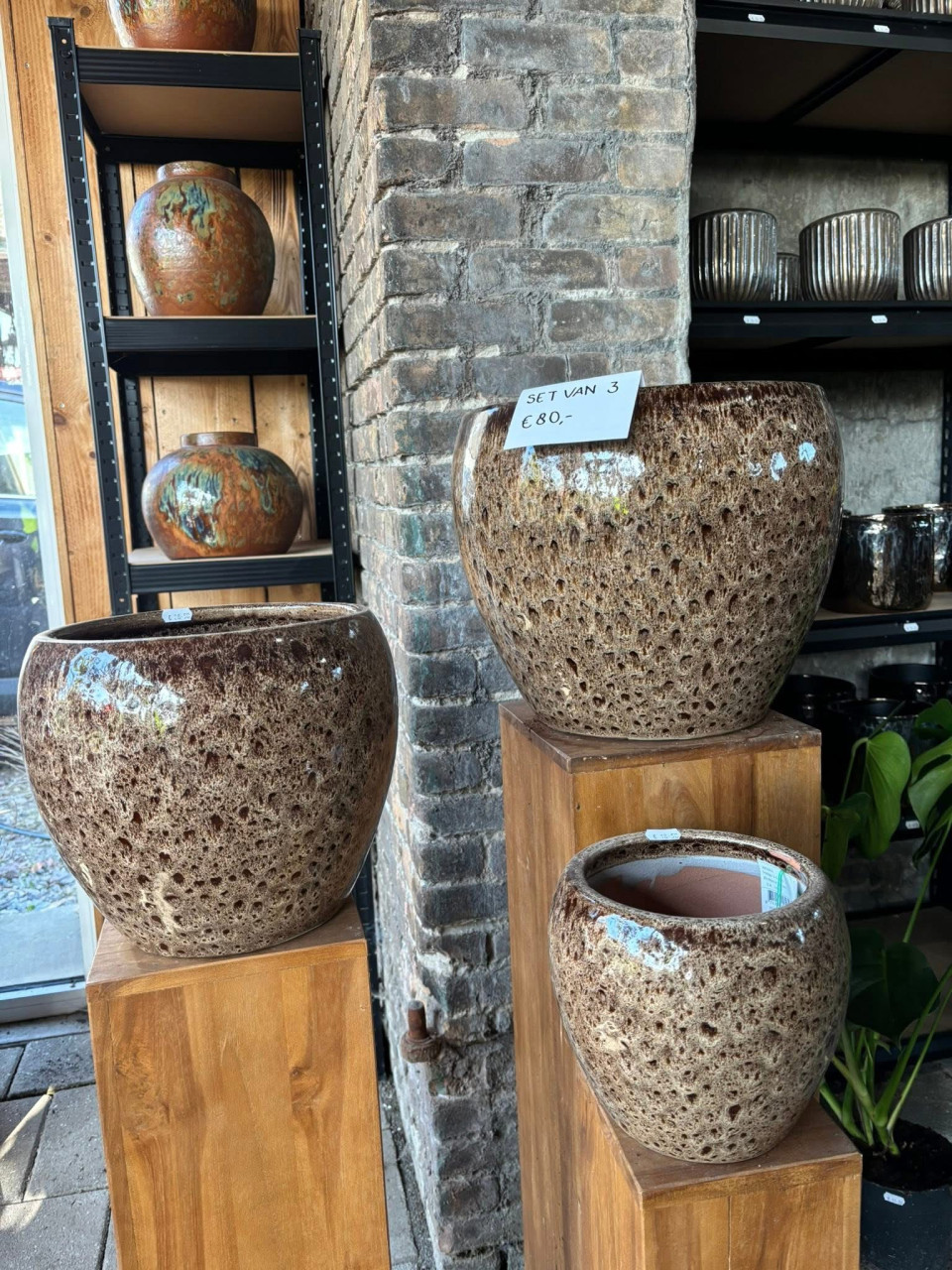BUITENPLANTEN, SIERGRASSEN,BOMEN, BLOEIERS EN MEER ook voor binnen!